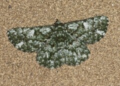 Aeolochroma viridicata