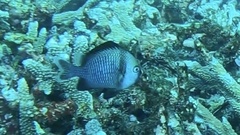 Dascyllus reticulatus