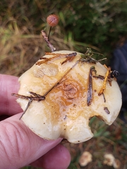 Pyrrhulomyces astragalinus