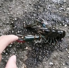 Cherax quadricarinatus