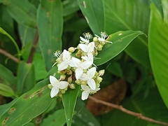 Tripogandra serrulata