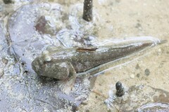 Periophthalmodon schlosseri
