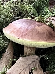 Boletus pinophilus