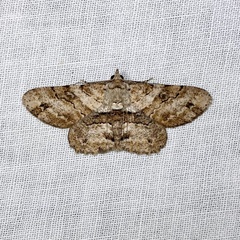 Cleora repetita