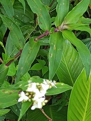 Tripogandra serrulata