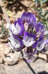Astragalus amatus