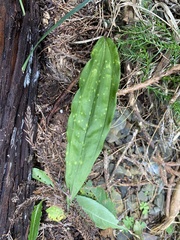 Cremastra appendiculata