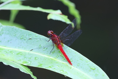Rhodothemis rufa