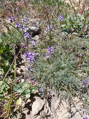 Astragalus amatus