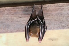 Cynopterus brachyotis