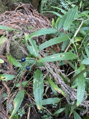 Disporum kawakamii