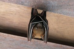 Cynopterus brachyotis