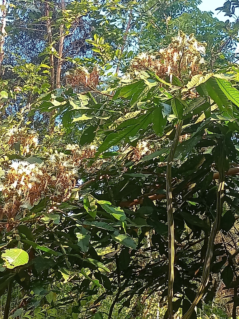 Inga from Dulce Nombre de Culmí, Olancho, Honduras on August 19, 2022 at 0400 PM by Eric van