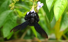 Xylocopa nasalis