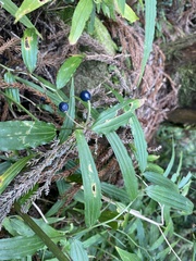 Disporum kawakamii