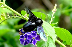 Xylocopa nasalis
