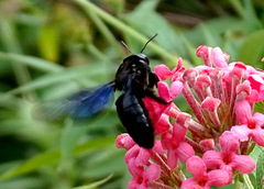 Xylocopa nasalis