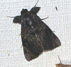 Catephia linteola