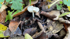Inocybe