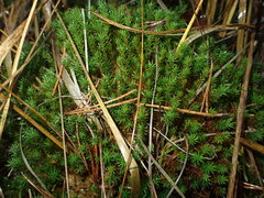 Polytrichum strictum