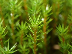 Polytrichum strictum