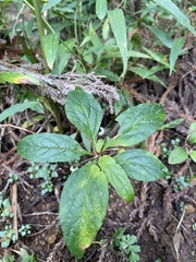 Lysimachia ardisioides