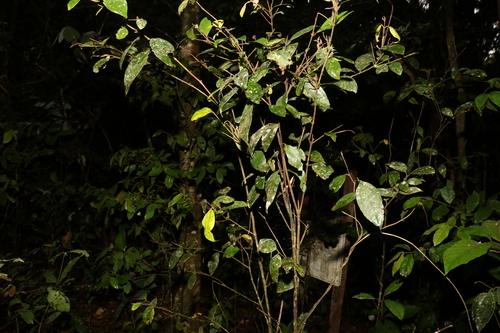 Image of Rhodamnia sessiliflora by (c) Greg Tasney, some rights reserved (CC BY-SA)