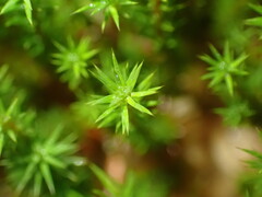 Polytrichum strictum