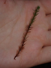 Polytrichum strictum