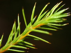 Polytrichum strictum