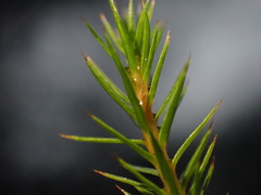 Polytrichum strictum