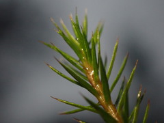 Polytrichum strictum