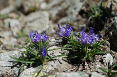 Phyteuma hemisphaericum