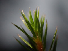 Polytrichum strictum