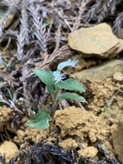 Cheirostylis octodactyla