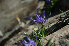 Phyteuma hemisphaericum