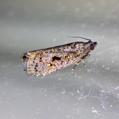 Cryptaspasma sordida