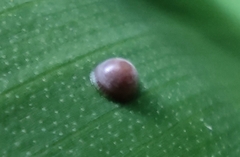 Notocrypta paralysos