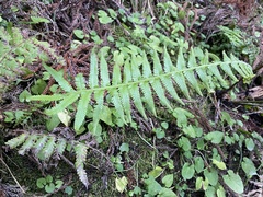 Sphaerostephanos taiwanensis