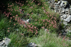 Geum montanum