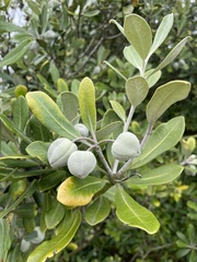 Pittosporum
