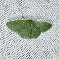 Prasinocyma iosticta