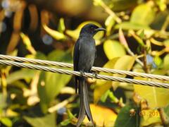 Dicrurus leucophaeus