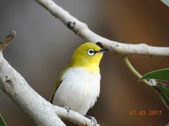 Zosterops palpebrosus