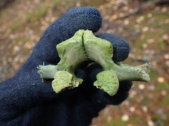 Capreolus capreolus