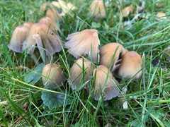 Coprinellus micaceus