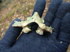 Capreolus capreolus
