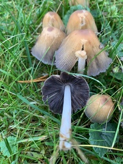Coprinellus micaceus