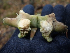 Capreolus capreolus