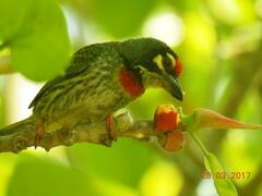 Psilopogon haemacephalus